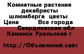 Комнатные растения, декабристы (шлюмберга) цветы › Цена ­ 300 - Все города  »    . Свердловская обл.,Каменск-Уральский г.